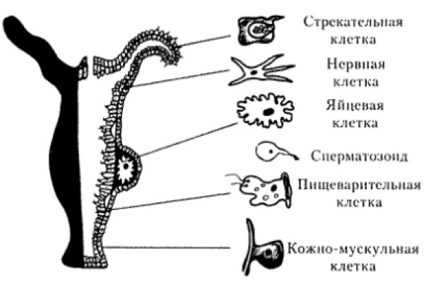 Кракен ссылка 11