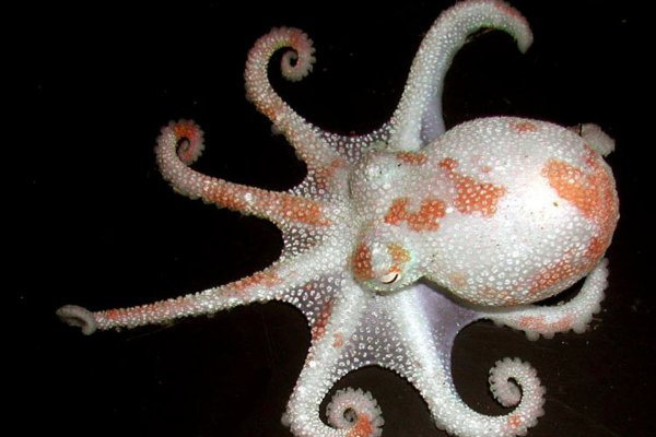 Как вывести деньги с kraken