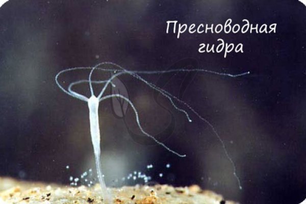 Кракен зеркало krakenat2krnkrnk com